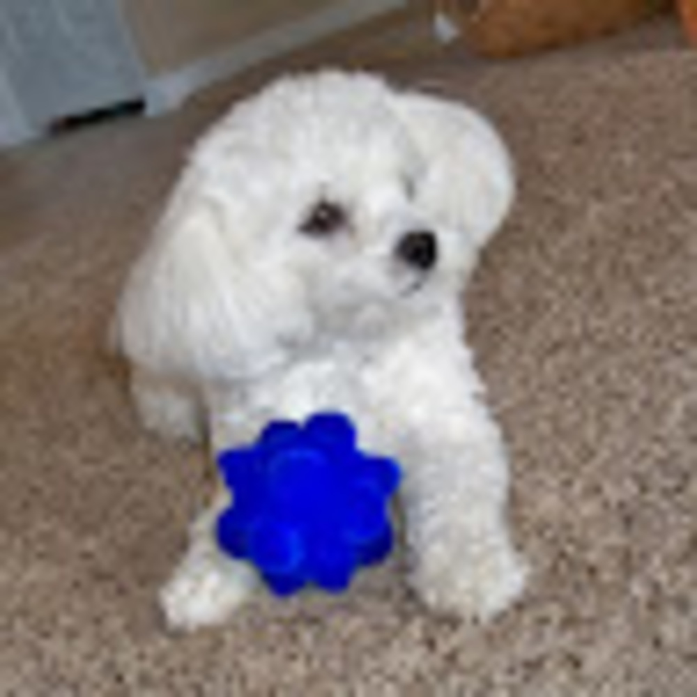 Meet your Posher, Shirley